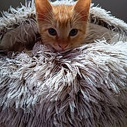 Sora a rejoint le concours — aidez-le/la à gagner de superbes lots ! cat, kitten, orange_tabby, pet, animal, feline, fur, fluffy, shaggy_blanket, cozy, indoors, portrait, closeup, cute, adorable, green_eyes, whiskers, ears, relaxed, soft_texture