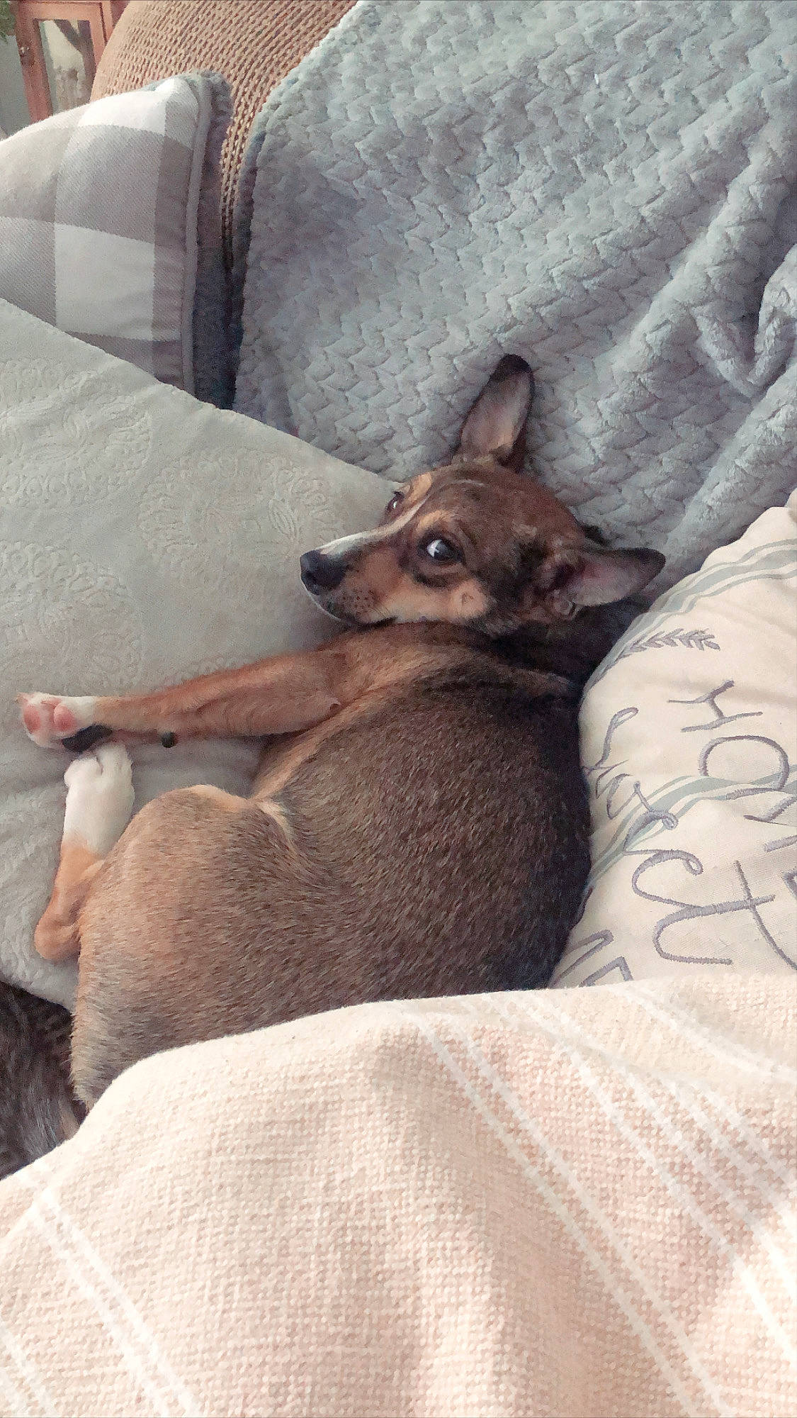 Emerson is registered to the contest to win money with this photo: canidae, carnivore, comfort, companion_dog, dog, dog_breed, fawn, felidae, fur, grey, linens, paw, small_to_medium_sized_cats, snout, tail, terrestrial_animal, vertebrate, whiskers, wildlife, wood