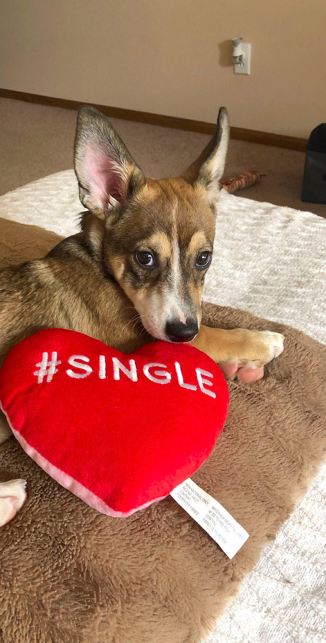 Emerson joined the competition — help win amazing prizes! canidae, carmine, carnivore, collar, comfort, companion_dog, dog, dog_breed, dog_supply, fawn, flooring, font, fur, paw, pet_supply, snout, sporting_group, terrestrial_animal, whiskers, working_animal