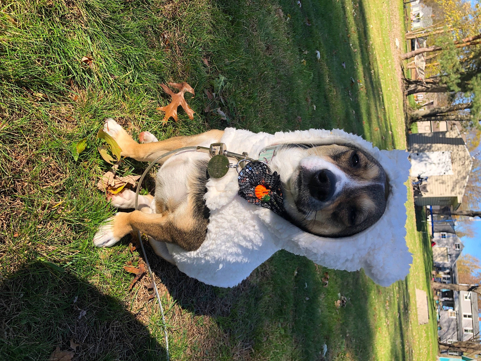 Emerson joined the competition — help win amazing prizes! canidae, carnivore, collar, companion_dog, dog, dog_breed, fawn, grass, leisure, non_sporting_group, plant, snout, sporting_group, tail, tree, working_animal, working_dog