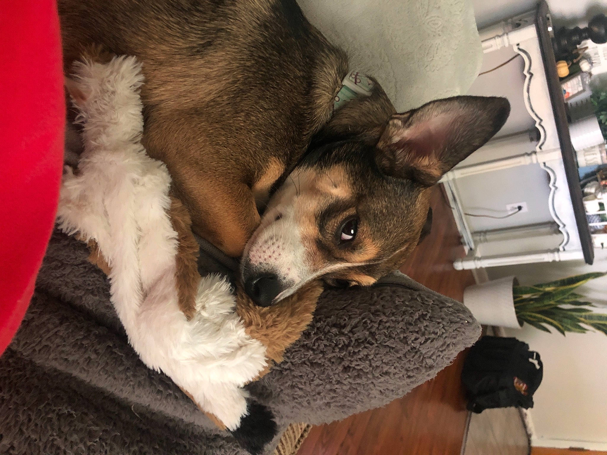 Emerson joined the competition — help win amazing prizes! canidae, carnivore, comfort, companion_dog, dog, dog_breed, ear, fawn, fur, non_sporting_group, paw, plant, snout, terrestrial_animal, toy_dog, whiskers, working_animal