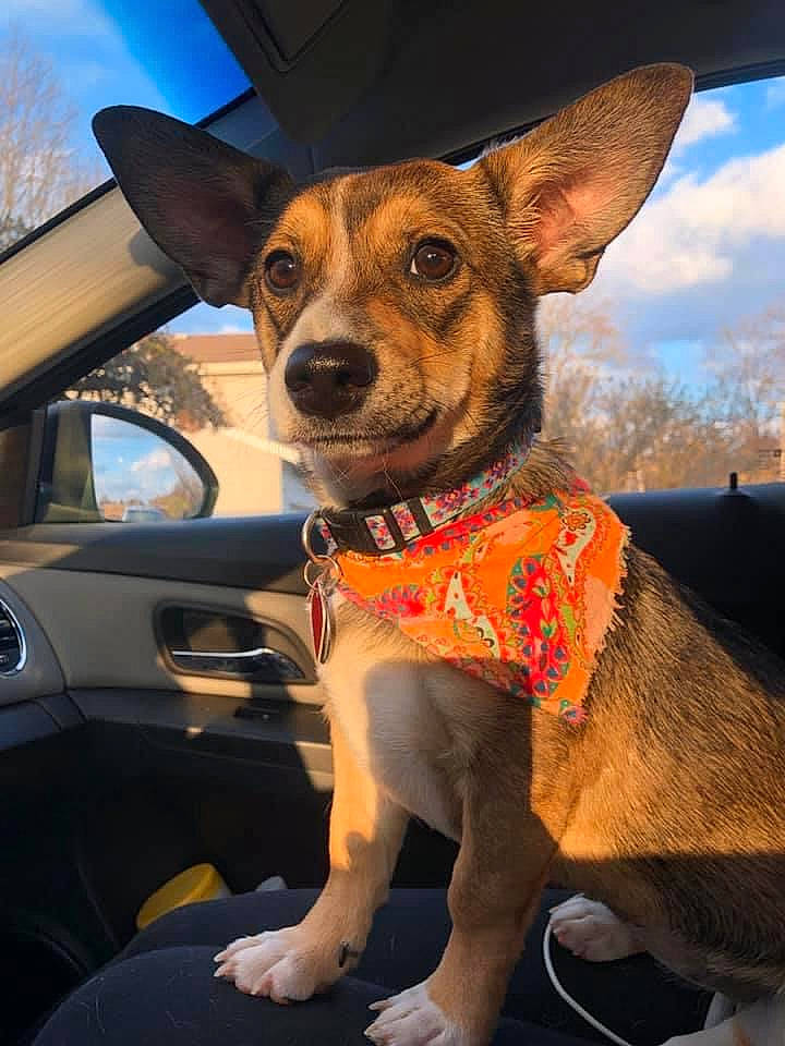Emerson is registered to the contest to win money with this photo: automotive_mirror, car, carnivore, cloud, collar, companion_dog, dog, dog_breed, dog_clothes, dog_collar, dog_supply, eyewear, fawn, sky, snout, sunglasses, vehicle, vehicle_door, whiskers, window