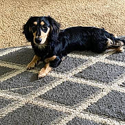 Bandit joined the competition — help win amazing prizes! dog, dachshund, black_and_tan, pet, indoor, carpet, rug, floor, animal, laying_down, looking, fur, ears, paws, household, cozy, domestic, cute, relaxed, curious