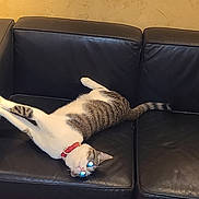 Zola joined the competition — help win amazing prizes! cat, tabby_cat, white_fur, animal, pet, red_collar, glowing_eyes, upside_down, stretching, lounging, leather_couch, sofa, indoor, living_room, relaxed, funny, playful, whiskers, tail, wall