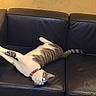 cat, tabby_cat, white_fur, animal, pet, red_collar, glowing_eyes, upside_down, stretching, lounging, leather_couch, sofa, indoor, living_room, relaxed, funny, playful, whiskers, tail, wall