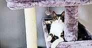 Zola is registered to the contest to win money with this photo: cat, tuxedo_cat, pet, feline, animal, cat_tree, scratching_post, indoor, home, furniture, plush, gray, white, black, brown, sitting, lounging, wide_eyes, paw, portrait