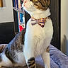 Zola is registered to the contest to win money with this photo: cat, tuxedo_cat, bow_tie, collar, pet, feline, whiskers, yellow_eyes, tabby, white_fur, black_fur, sitting, indoor, blanket, cozy, portrait, close_up, alert, cute, domestic_animal