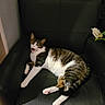 Zola joined the competition — help win amazing prizes! cat, tabby_cat, white_cat, pet, animal, meowing, open_mouth, sitting, lounging, chair, armchair, black_furniture, indoor, home, living_room, flower, white_flower, fur, whiskers, portrait