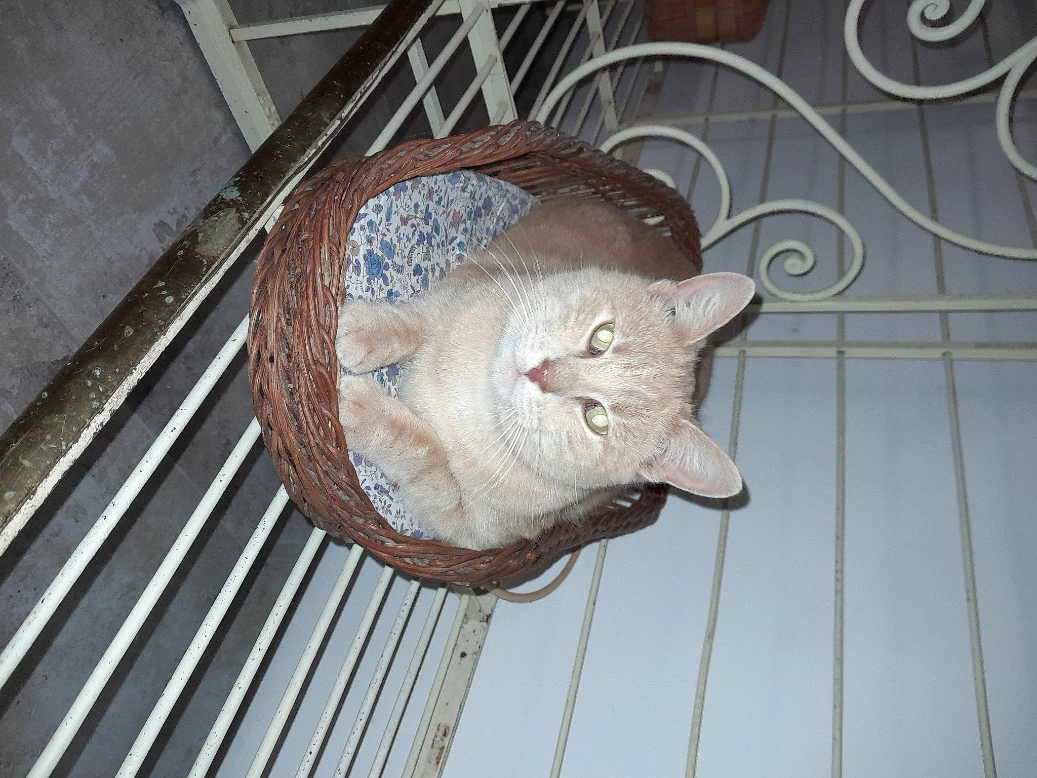 Cyrus participe au concours pour gagner de l'argent avec cette photo : animal_shelter, cage, carnivore, cat, ceiling, domestic_short_haired_cat, fawn, felidae, flooring, fur, hardwood, metal, pattern, small_to_medium_sized_cats, snout, tail, terrestrial_animal, whiskers, wood