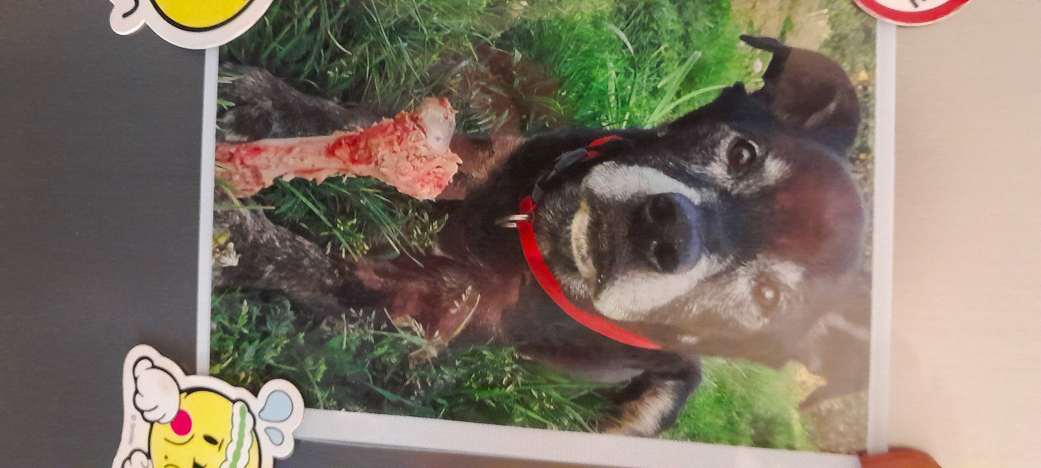 Lulu participe au concours pour gagner de l'argent avec cette photo : canidae, carnivore, collar, companion_dog, dog, dog_breed, fawn, fur, grass, herb, pet_supply, plant, snout, soil, sporting_group, tail, terrestrial_animal, whiskers, working_animal