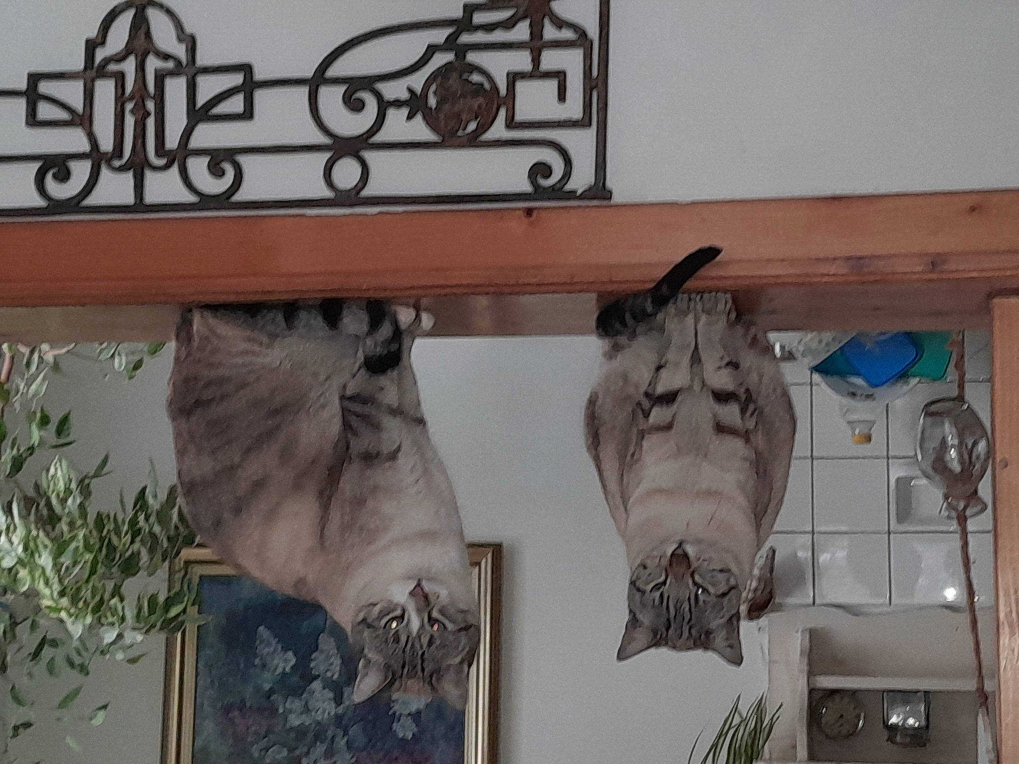 Chachou a rejoint le concours — aidez-le/la à gagner de superbes lots ! art, bat, bone, facade, font, fossil, fur, hide, horn, jaw, metal, natural_material, plant, rectangle, room, skeleton, skull, visual_arts, wildlife, wood