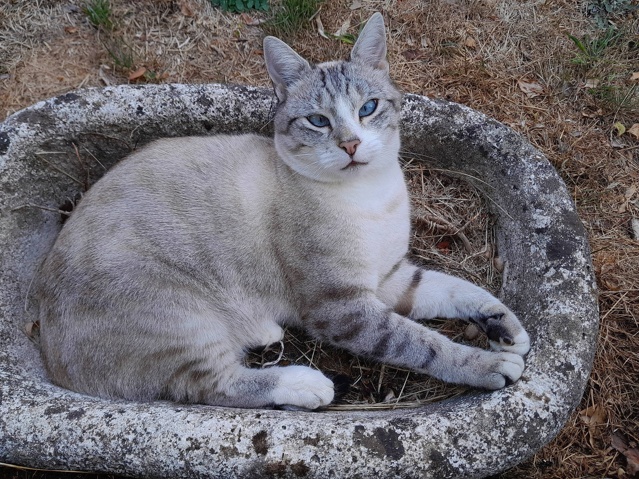 Chachou participe au concours pour gagner de l'argent avec cette photo : carnivore, cat, domestic_short_haired_cat, eye, felidae, fur, grass, groundcover, paw, photo_caption, plant, sitting, small_to_medium_sized_cats, snout, soil, tail, terrestrial_animal, whiskers, wildlife