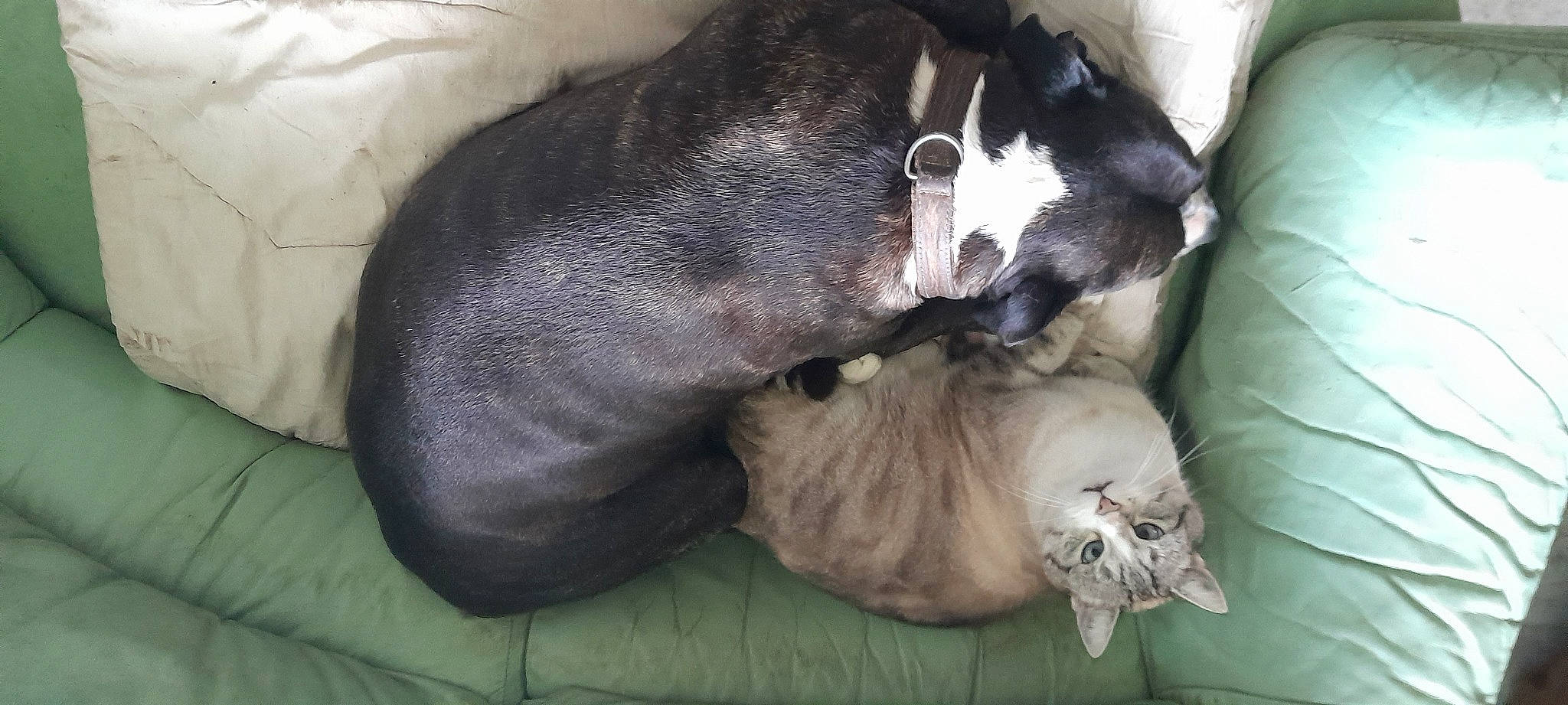 Chachou a rejoint le concours — aidez-le/la à gagner de superbes lots ! canidae, carnivore, claw, comfort, companion_dog, dog, dog_breed, fawn, felidae, fur, nap, non_sporting_group, paw, puppy, small_to_medium_sized_cats, sporting_group, tail, terrestrial_animal, whiskers, working_animal