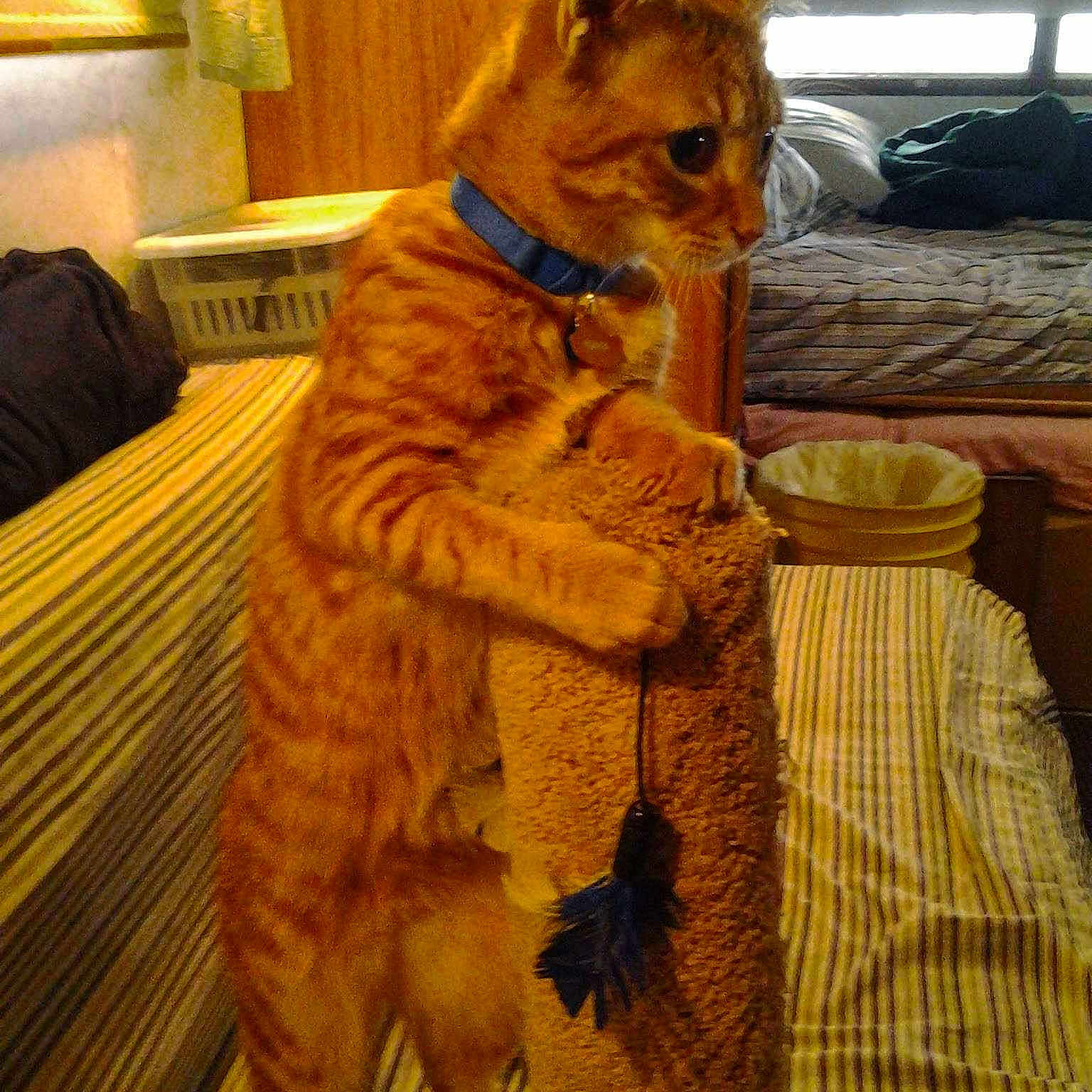 Tango joined the competition — help win amazing prizes!