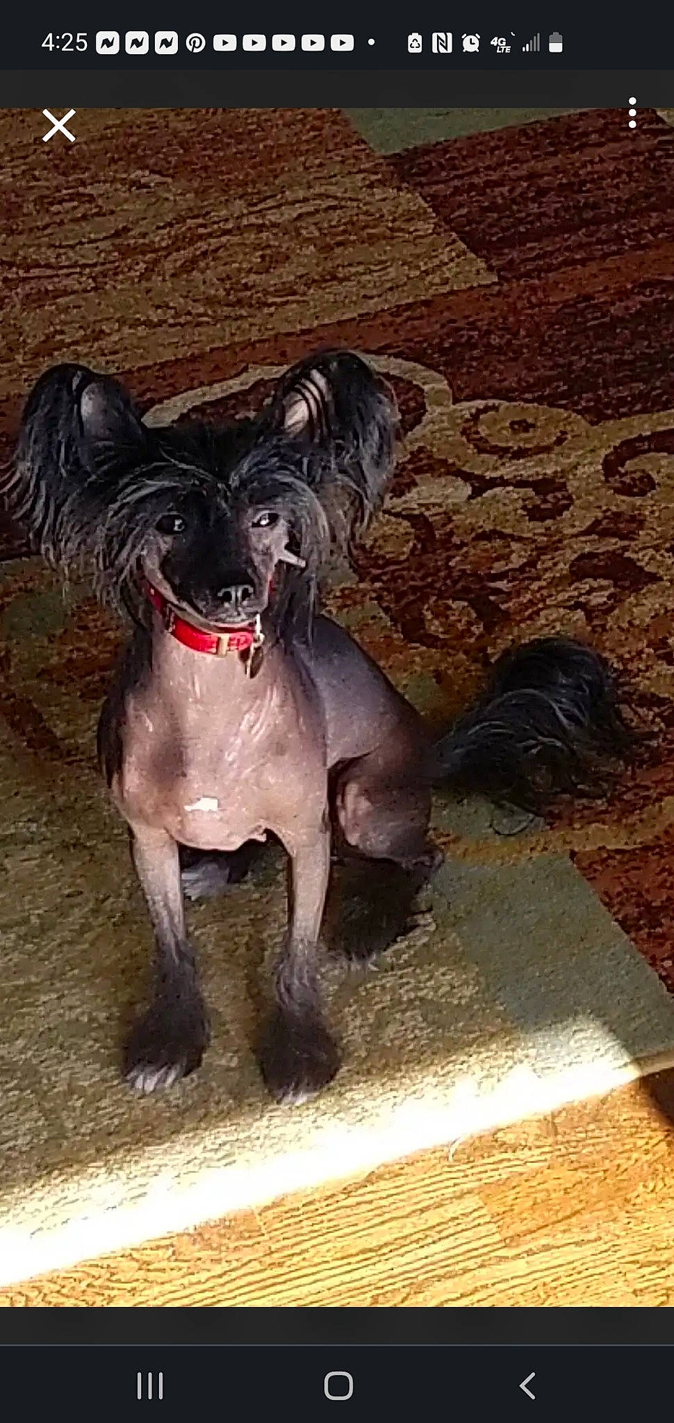 Betty Boyd joined the competition — help win amazing prizes! art, carnivore, chinese_crested_dog, companion_dog, dog, dog_breed, dog_collar, fawn, guard_dog, liver, mammal, mexican_hairless_dog, snout, sporting_group, tail, terrestrial_animal, toy_dog, vertebrate, whiskers, working_animal