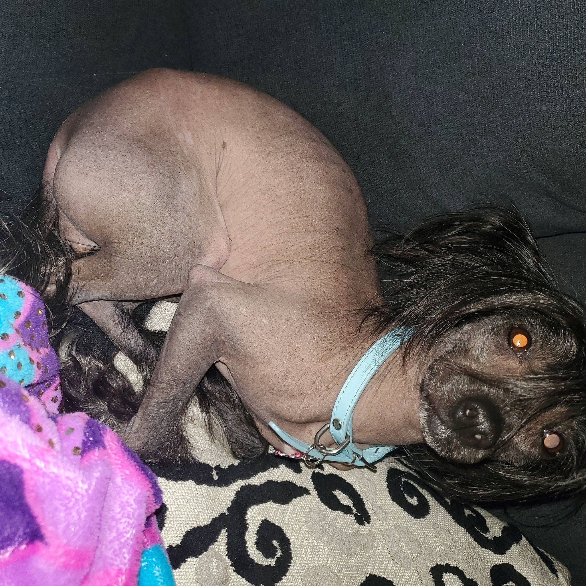 Betty Boyd is registered to the contest to win money with this photo: abdomen, art, art_model, black_hair, body_jewelry, chest, companion_dog, dog, dog_breed, fashion_accessory, fawn, flesh, fur, human_leg, jewellery, magenta, painting, pattern, visual_arts, wrist