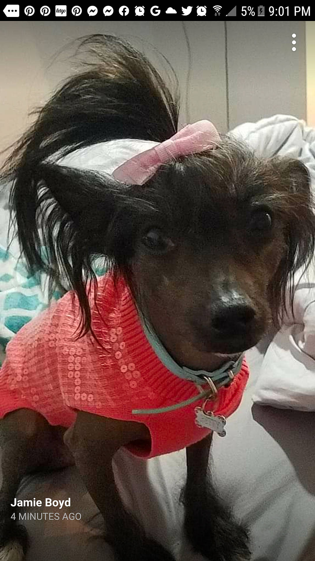 Betty Boyd joined the competition — help win amazing prizes! carnivore, collar, companion_dog, dog, dog_breed, dog_clothes, dog_collar, dog_supply, eyewear, fashion_accessory, fur, leash, liver, mammal, personal_protective_equipment, pet_supply, snout, sunglasses, whiskers, working_animal