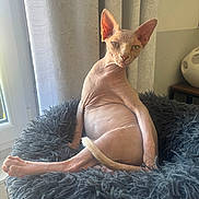 Ary participe au concours pour gagner de l'argent avec cette photo : cat, sphynx_cat, hairless, pet, animal, sitting, blanket, fluffy, indoors, window, curtains, sunlight, portrait, wrinkles, large_ears, green_eyes, tail, couch, home, funny