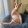 cat, sphynx_cat, hairless, pet, animal, sitting, blanket, fluffy, indoors, window, curtains, sunlight, portrait, wrinkles, large_ears, green_eyes, tail, couch, home, funny