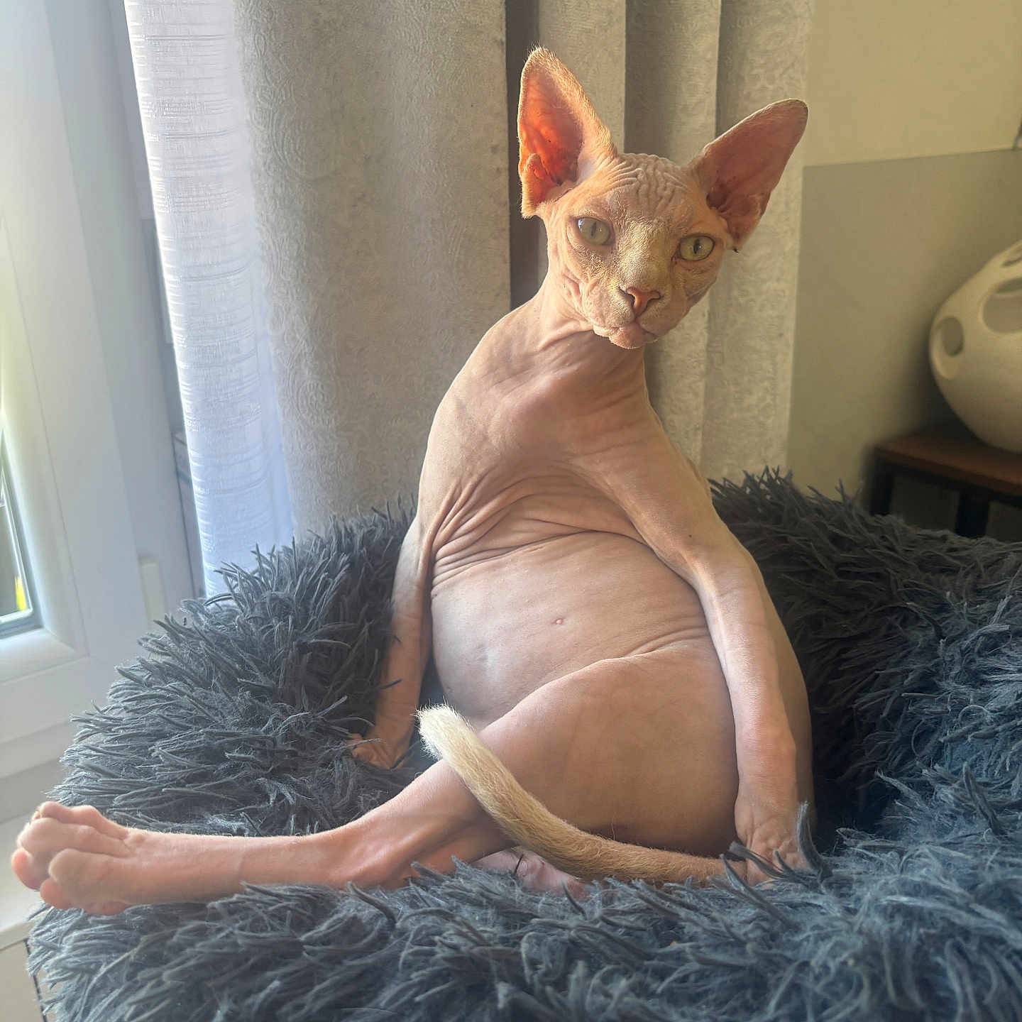 Ary participe au concours pour gagner de l'argent avec cette photo : cat, sphynx_cat, hairless, pet, animal, sitting, blanket, fluffy, indoors, window, curtains, sunlight, portrait, wrinkles, large_ears, green_eyes, tail, couch, home, funny