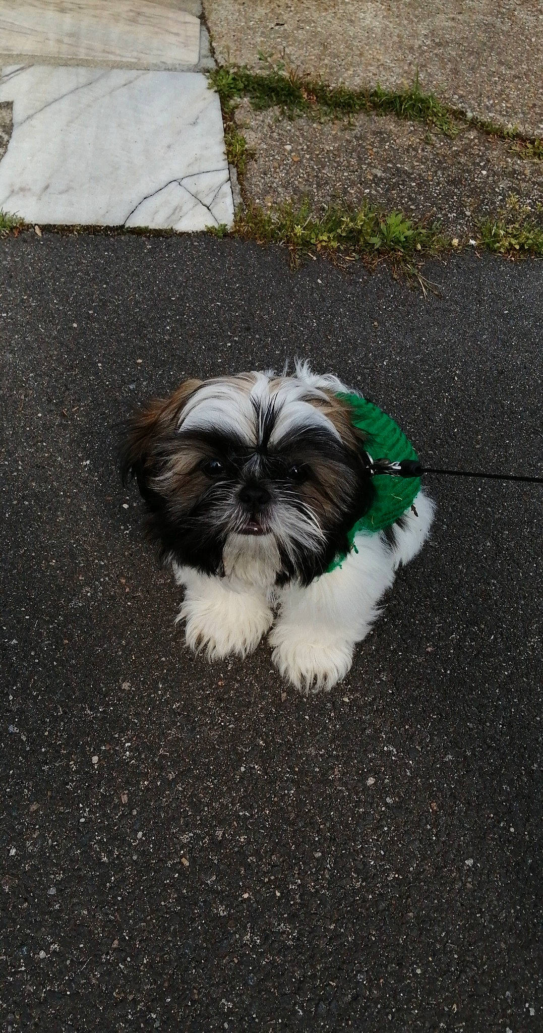 Scooby a rejoint le concours — aidez-le/la à gagner de superbes lots ! asphalt, canidae, carnivore, companion_dog, dog, dog_breed, dog_supply, fawn, fur, grass, liver, mammal, road_surface, shih_tzu, small_terrier, snout, sporting_group, tail, terrier, toy_dog