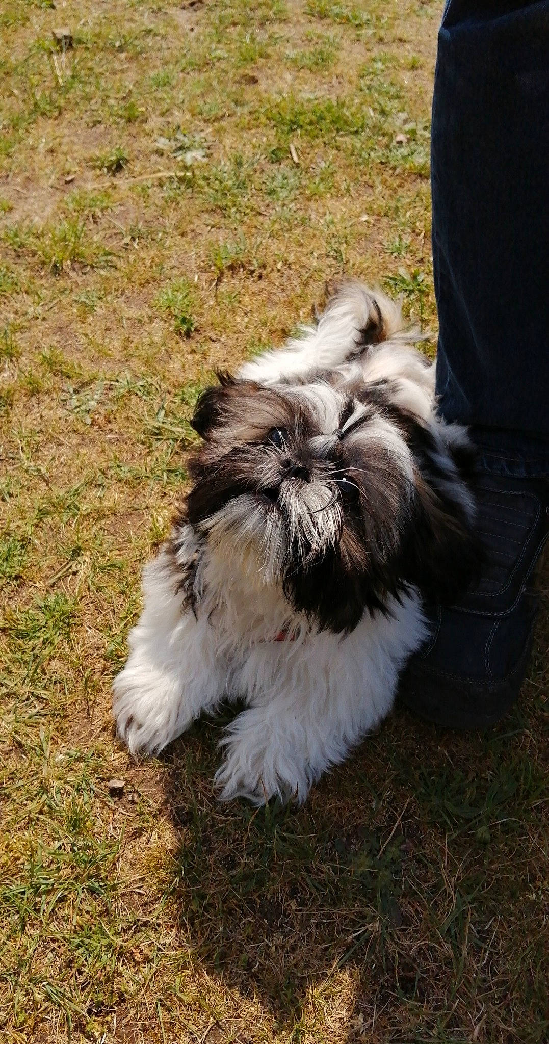 Scooby a rejoint le concours — aidez-le/la à gagner de superbes lots ! canidae, carnivore, companion_dog, dog, dog_breed, fawn, fur, grass, liver, maltepoo, natural_material, non_sporting_group, shih_tzu, snout, soil, sporting_group, tail, terrestrial_animal, toy_dog, wildlife