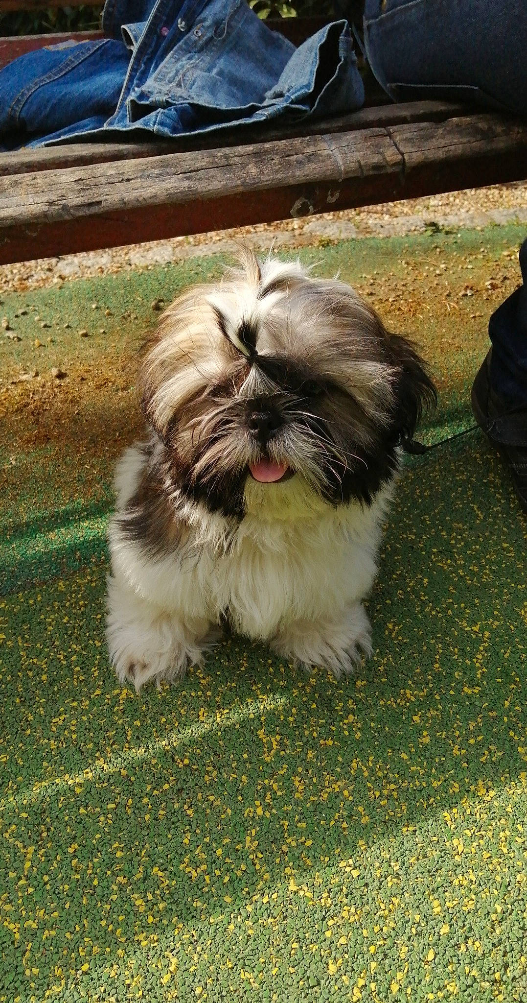 Scooby a rejoint le concours — aidez-le/la à gagner de superbes lots ! canidae, carnivore, companion_dog, dog, dog_breed, fawn, fur, grass, liver, maltepoo, plant, shih_poo, shih_tzu, snout, sporting_group, tail, terrestrial_animal, terrier, toy_dog, whiskers