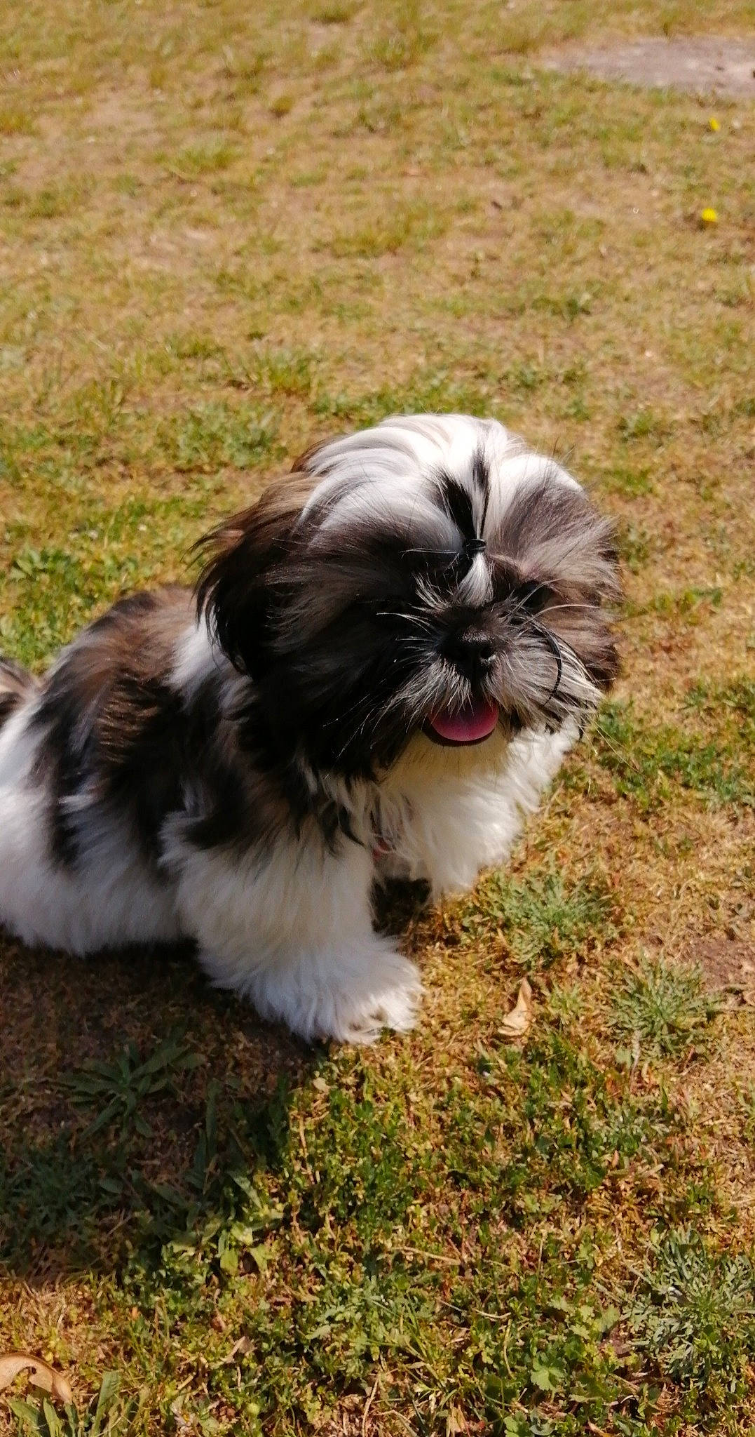 Scooby participe au concours pour gagner de l'argent avec cette photo : canidae, carnivore, companion_dog, dog, dog_breed, fawn, fur, grass, liver, maltepoo, mammal, natural_material, plant, shih_tzu, snout, sporting_group, terrestrial_animal, toy_dog, whiskers, wildlife