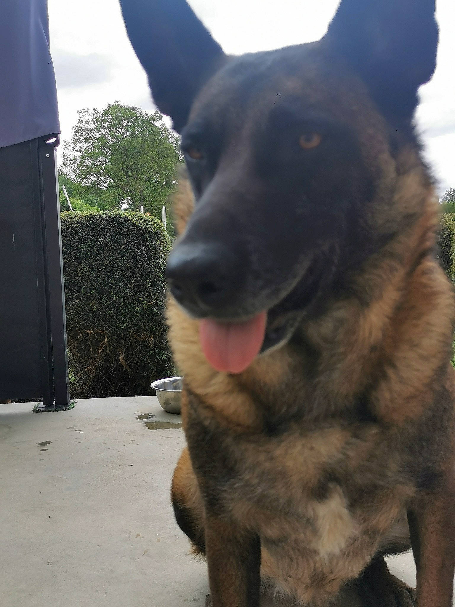 Olympe a rejoint le concours — aidez-le/la à gagner de superbes lots ! ancient_dog_breeds, canidae, carnivore, companion_dog, dog, dog_breed, east_european_shepherd, fur, german_shepherd_dog, giant_dog_breed, guard_dog, herding_dog, king_shepherd, old_german_shepherd_dog, plant, sky, sporting_group, terrestrial_animal, working_animal, working_dog