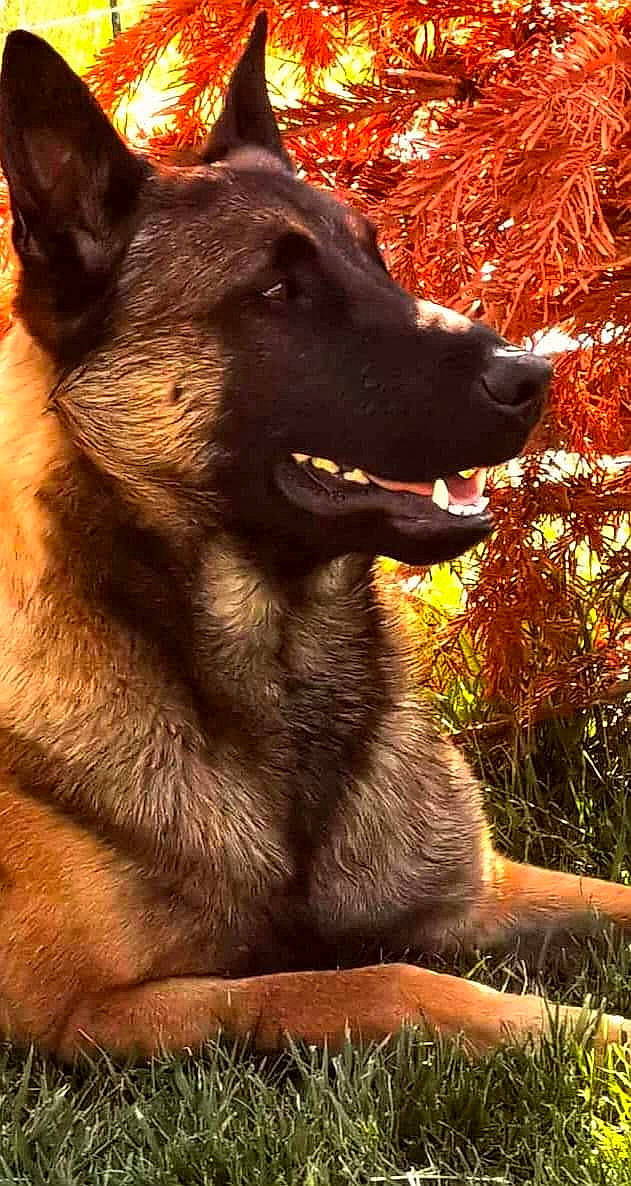 Paz participe au concours pour gagner de l'argent avec cette photo : canidae, carnivore, companion_dog, dog, dog_breed, fur, grass, plant, snout, sporting_group, terrestrial_animal, whiskers, wildlife, working_animal, working_dog