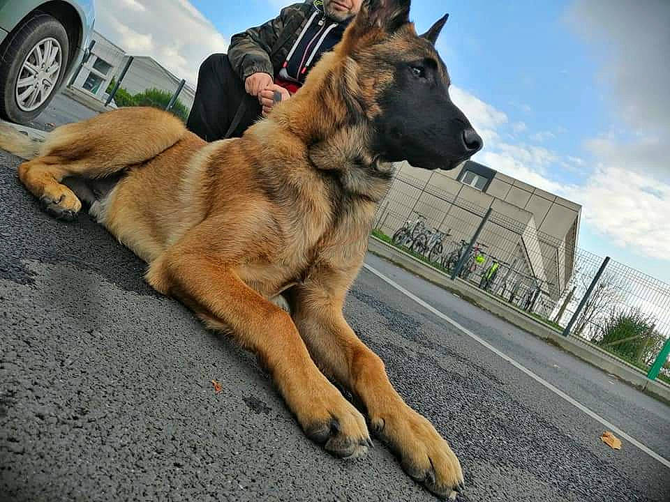 Paz a rejoint le concours — aidez-le/la à gagner de superbes lots ! building, car, carnivore, cloud, collar, companion_dog, dog, dog_breed, fawn, german_shepherd_dog, leash, road, road_surface, sky, street_dog, tail, tire, vehicle, wheel, working_animal