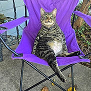 Bugsy joined the competition — help win amazing prizes! cat, tabby, purple_chair, outdoor, relaxed, pet, animal, leaf, plant, concrete, furniture, lounge, sitting, nature, daylight, domestic, fur, whiskers, paw, collar