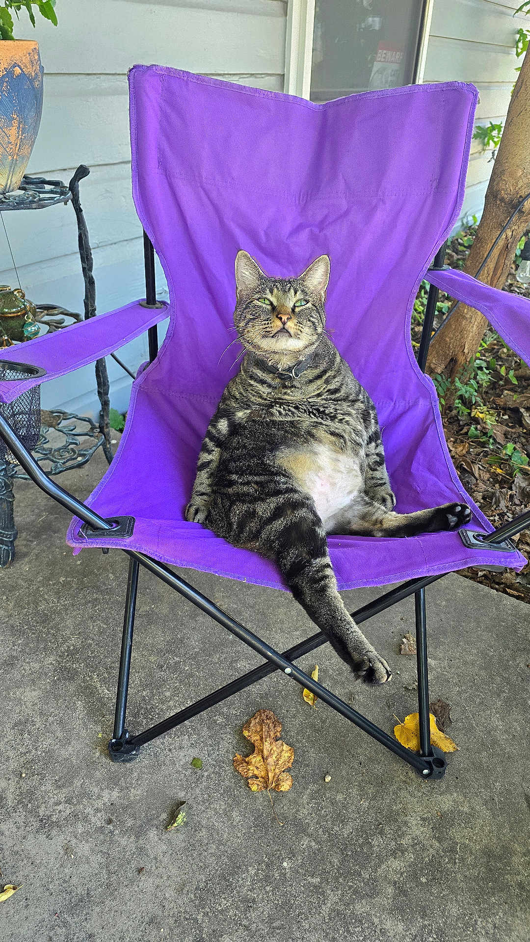 Bugsy joined the competition — help win amazing prizes! cat, tabby, purple_chair, outdoor, relaxed, pet, animal, leaf, plant, concrete, furniture, lounge, sitting, nature, daylight, domestic, fur, whiskers, paw, collar