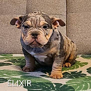 élixir a rejoint le concours — aidez-le/la à gagner de superbes lots ! bulldog, puppy, dog, pet, animal, indoor, couch, rug, leaf_pattern, brown, wrinkly, cute, portrait, looking_at_camera, sitting, small_dog, furniture, close_up, adorable, young