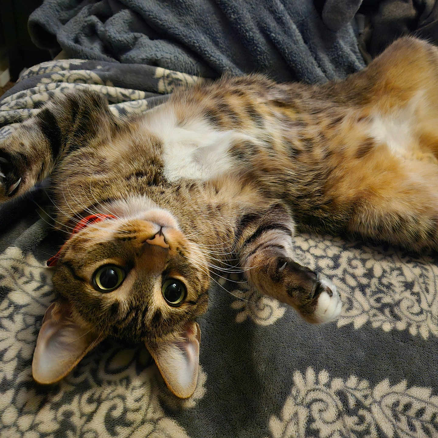 Elton John is registered to the contest to win money with this photo: abyssinian, animal, bed, blanket, cat, chair, couch, cushion, furniture, homedecor, kitten, manx, ocelot, person, pet, quilt, siamese, sleeping