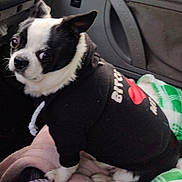 Bart is registered to the contest to win money with this photo: dog, black_and_white, hoodie, pet_clothing, blanket, car_interior, curious, small_dog, canine, sitting, indoors, seat, window, furry, ears, cute, animal, companion, cozy, resting