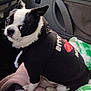 animal, black_and_white, blanket, canine, car_interior, companion, cozy, curious, cute, dog, ears, furry, hoodie, indoors, pet_clothing, resting, seat, sitting, small_dog, window