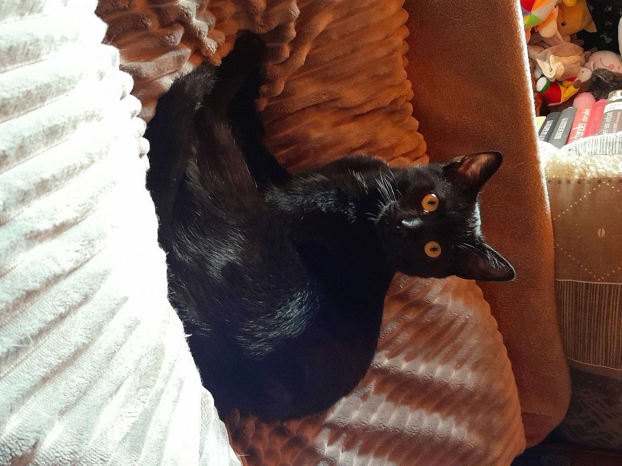 Charbon participe au concours pour gagner de l'argent avec cette photo : black_cat, bombay, carnivore, cat, cat_supply, claw, comfort, domestic_short_haired_cat, felidae, fur, small_to_medium_sized_cats, snout, tail, terrestrial_animal, whiskers, window