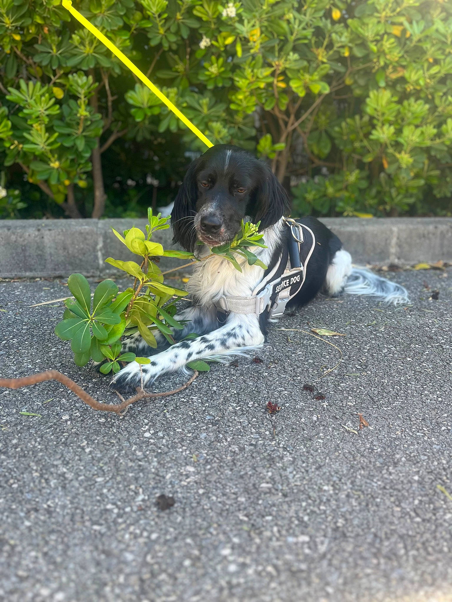 Ultra a rejoint le concours — aidez-le/la à gagner de superbes lots ! asphalt, carnivore, companion_dog, dog, dog_breed, dog_supply, fawn, grass, leash, plant, road, road_surface, sidewalk, snout, soil, sporting_group, tail, tree, walking, working_animal