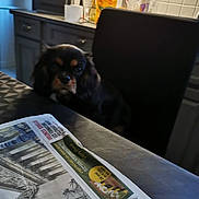 Shana participe au concours pour gagner de l'argent avec cette photo : cabinetry, canidae, carnivore, comfort, companion_dog, dog, dog_breed, drawer, floor, flooring, guard_dog, hardwood, news, newspaper, publication, room, snout, sporting_group, table, wood