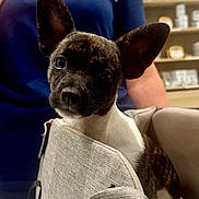 Abba participe au concours pour gagner de l'argent avec cette photo : puppy, dog, pet, carrier, ears, face, animal, indoor, person, clothing, shelf, store, container, looking, young, brown, white, fur, cute, closeup