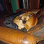 dog, sleeping, curled_up, leather_chair, indoor, cozy, brown, fur, pet, resting, animal, companion, snuggle, old_furniture, warm, quiet, home, comfort, relaxation, friendship