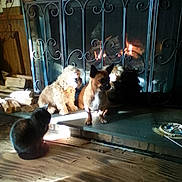 Lucy is registered to the contest to win money with this photo: black_cat, cat, cozy, dog, fire, fireplace, fluffy_dog, hearth, home_interior, indoor, logs, metal_screen, pet_group, shadow, sitting, small_dog, sunlight, warmth, wood, wooden_floor