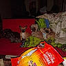 ashtray, blanket, chip_bag, cigarettes, couch, dog, flash_glare, glowing_eyes, indoor, living_room, messy, multiple_dogs, night, pet, pillow, red_couch, small_dog, snacks, sofa, throw_blanket
