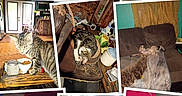Lucy is registered to the contest to win money with this photo: bed, blanket, bowl, cat, collage, couch, dog, fireplace, fur, hand, indoor, kitten, living_room, nap, pet, puppy, saddle, sleeping, tabby_cat, wooden_floor