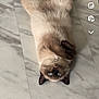 Ugo participe au concours pour gagner de l'argent avec cette photo : cat, siamese, blue_eyes, lying_down, marble_floor, fluffy, pets, indoor, cute, animal, relaxed, whiskers, paws, fur, looking_up, mammal, adorable, domestic_cat, playful, resting