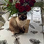 cat, siamese_cat, flowers, roses, bouquet, table, tablecloth, feather_pattern, indoor, plant, leafy_plant, chair, curtains, window, decor, furniture, pet, animal, domestic, cozy