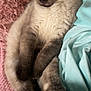 cat, siamese_cat, sleeping, fluffy, pet, animal, cozy, bed, blanket, pink, turquoise, fur, whiskers, relaxed, cute, domestic_cat, indoor, paws, resting, napping
