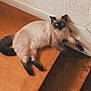 Ugo participe au concours pour gagner de l'argent avec cette photo : cat, siamese_cat, stairs, wooden_floor, indoor, pet, animal, fur, blue_eyes, relaxed, laying_down, curious, cozy, home, domestic, mammal, whiskers, paw, tail, face