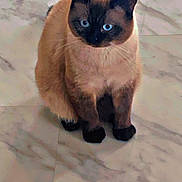 Ugo participe au concours pour gagner de l'argent avec cette photo : cat, siamese, blue_eyes, pet, animal, feline, sitting, floor, marble, indoor, fur, whiskers, ears, cute, domestic_animal, mammal, looking, paws, black_paws, curious